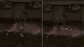 紐約地鐵奇景 兩隻老鼠搶吃薯條
圖／翻攝自Instagram