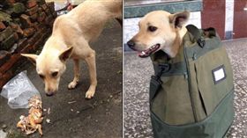 狗狗　翻攝自Facebook粉絲專頁