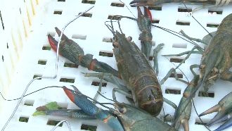大閘蟹退燒　養殖業者改養澳洲小龍蝦