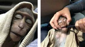泰國曼谷濱水區有一隻長尾獼猴搶了遊客的咖啡，沒想到獼猴喝了幾口後就陷入昏迷達10小時。醫師表示，獼猴是因咖啡因過量才昏迷，牠恢復意識後已將他放回野外。（圖／翻攝自暹罗飛鳥微信）