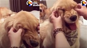 ▲圖／翻攝自臉書粉專「The Dodo」