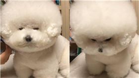 毛孩,狗,剪毛,剃毛,比熊犬,睡覺,打瞌睡　圖／翻攝ＩＧ