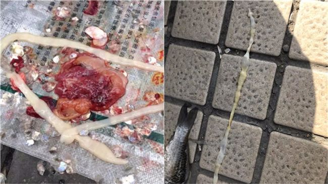 鯽魚肚藏70公分生物！引網友討論