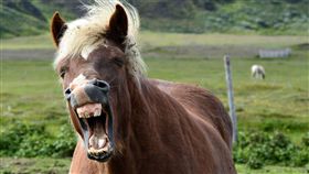 德國,柏林,Gorlitzer Park,性侵,小馬,可愛動物園,人獸交,心靈受創,Amanda F　圖／翻攝自pixabay　https://goo.gl/Udrnqs