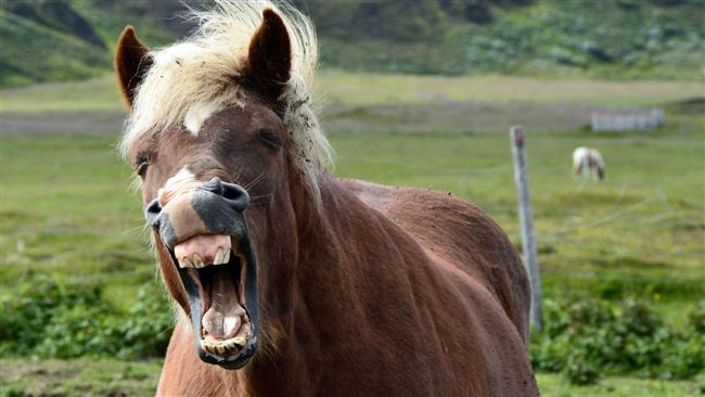 變態男闖動物園！「這樣」騎小馬被逮