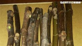 露天拍賣,壓力,網拍,熱銷,購物節,拍賣,無花果枝條