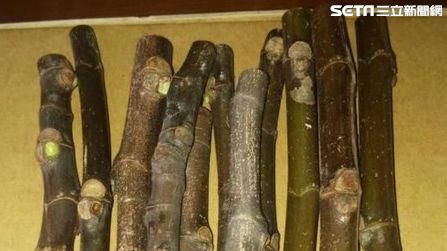 現代人壓力有夠大　無花果枝條狂銷