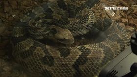 世界蛇王教育農場,蛇王,血清,響尾蛇,龜殼花,黃國男