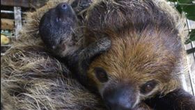 樹懶寶寶「葉靛」。（圖／翻攝自台北市立動物園）