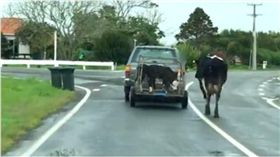 母牛,分離,小牛,孩子,失落,心碎,Save Animals from Exploitation　圖／翻攝自臉書