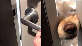 黃金獵犬,阿金,等門,狗,毛孩,kobe　圖／翻攝自ig