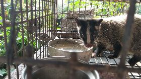 白鼻心當寵物觸法（2）