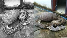 蟒蛇吞山羊,消化不良死亡(微博)