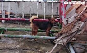 忠狗,拉倒鐵門,台東,婦人