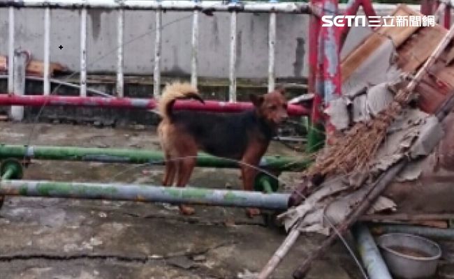 老婦遭鐵門壓死！警：狗是兇手遭罵翻