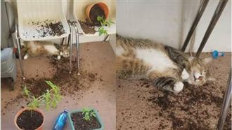 貓咪誤食大麻　竟然嗨到「翻白眼」