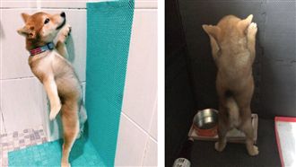 明明是女生…超萌小柴愛「站著尿尿」