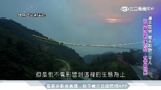 太平雲梯創人潮　異鄉遊子回來了