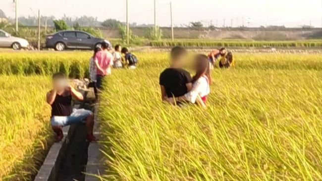踐踏農民血汗！網美闖忘憂谷拍照惹議