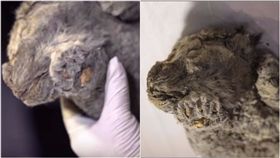 小穴獅,屍體,永凍層,獅子,亞種,西伯利亞,俄羅斯,DNA,Yakutia,Cave Lion 圖/翻攝自YouTube https://goo.gl/3amYrz