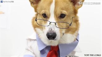 Q萌柯基當醫生　開藥竟給小熊軟糖