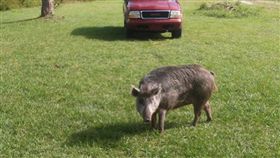 美國,野豬,擅闖民宅,野生動物,警方,佛羅里達州
