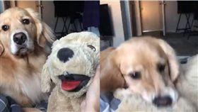 吃醋,娃娃,毛孩,阿金,黃金獵犬,毛孩　圖／翻攝自ig