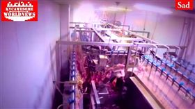 屠宰場,雞,滾水,燙死（圖／翻攝自YouTube）