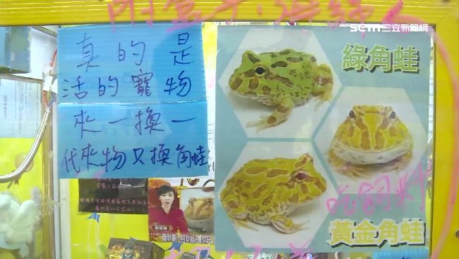 夾蔬菜落伍了？娃娃機業者推黃金角蛙