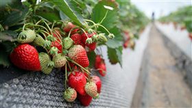 採草莓,日本,旅遊,深作農場,草莓蛋糕。（圖／記者簡佑庭攝）