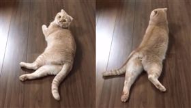 貓咪,寵物（圖／翻攝臉書動物員）