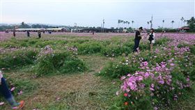 新社花海　圖／翻攝自2017新社花海臉書