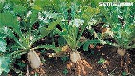 義美,厚奶茶,義美食品,高志明,香蕉,蕉農,菜頭葉,蘿蔔葉