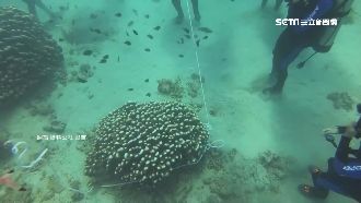 繩勒珊瑚礁便移動　業者挨批破壞生態