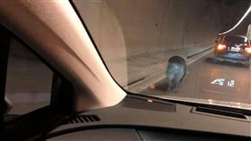 民眾發現有豬隻行走在觀音山隧道內。（圖／翻攝自八里）