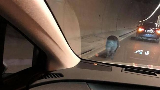 小黑豬隧道狂奔　拖板車閃避不及撞上