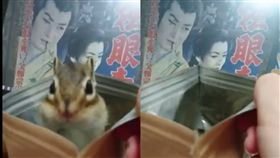 ▲一邊吃東西一邊起立蹲下的模樣，萌翻網友。