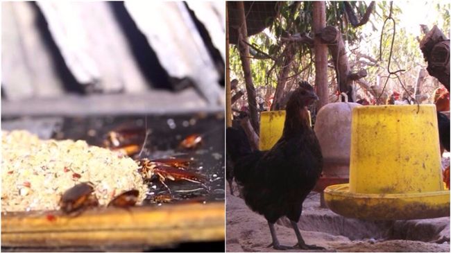 養3億蟑螂幫吃「廚餘」　還能當飼料