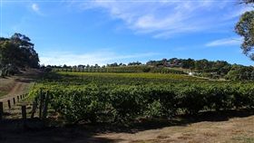 -澳洲-澳大利亞-葡萄園-澳洲打工-（圖／pixabay）