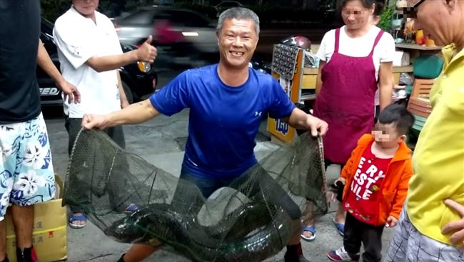 看到38台斤大尾鱸鰻　沈文程驚呆了