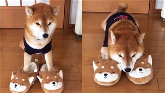 他幫柴柴準備「柴柴拖」　結局超爆笑