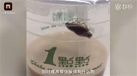 中國大陸,蟑螂,小強,奶茶,紅茶拿鐵,中毒,證明（圖／翻攝自微博）http://www.miaopai.com/show/uURRjZohOJT99zISYq7p3TSHSQrQbnTFnrG9Yg__.htm