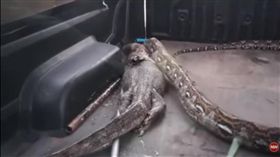 蟒蛇生吞巨蜥（圖／翻攝自YouTube）