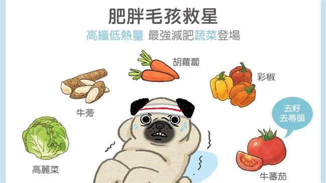 肥胖毛孩救星！煮最強減肥蔬菜給牠吧