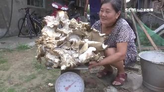 要價不斐！婦挖出巨無霸「白色松茸」