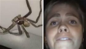  澳洲,蜘蛛,開車,遮陽板,駕駛座（圖／翻攝自 Storyful Rights Management YouTube）