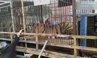 伸籠裡「餵老虎」　老翁右手血肉模糊