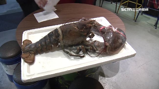 巨無霸波士頓龍蝦　出價10萬吃不到