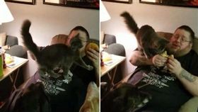 貓　圖／翻攝自Negan The Cat Who Takes Half Your Food臉書