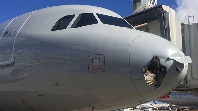 巨鳥撞飛機慘死　屍體卡機頭跟著飛